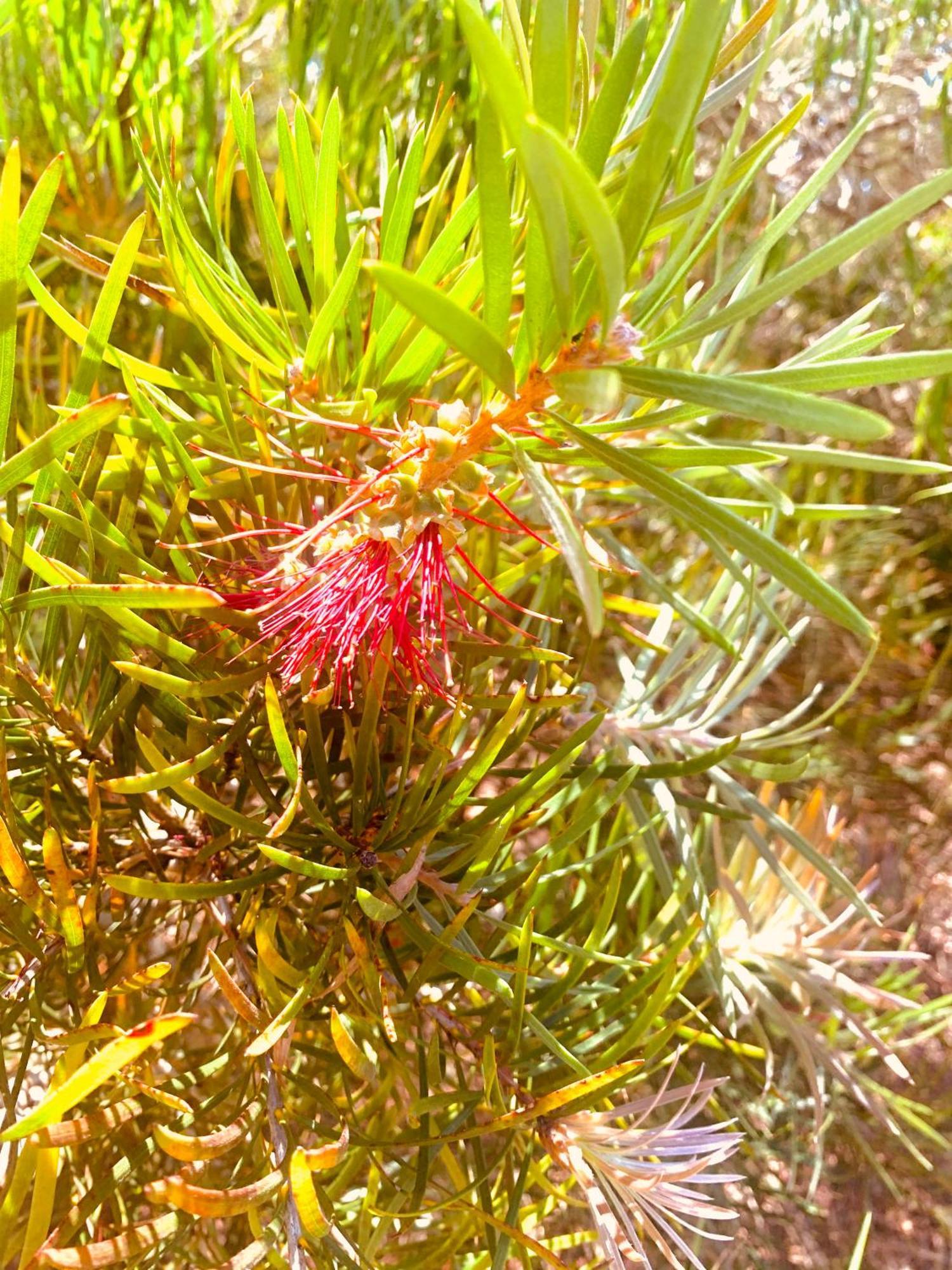 Spring Bay Villas, Denmark, WA Eksteriør billede